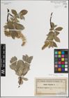 Foto von Salix lanata L.